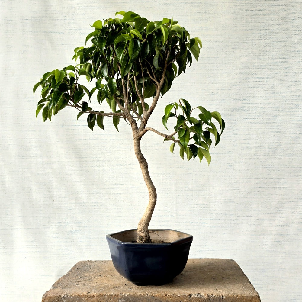 Ficus Bonsai Tree