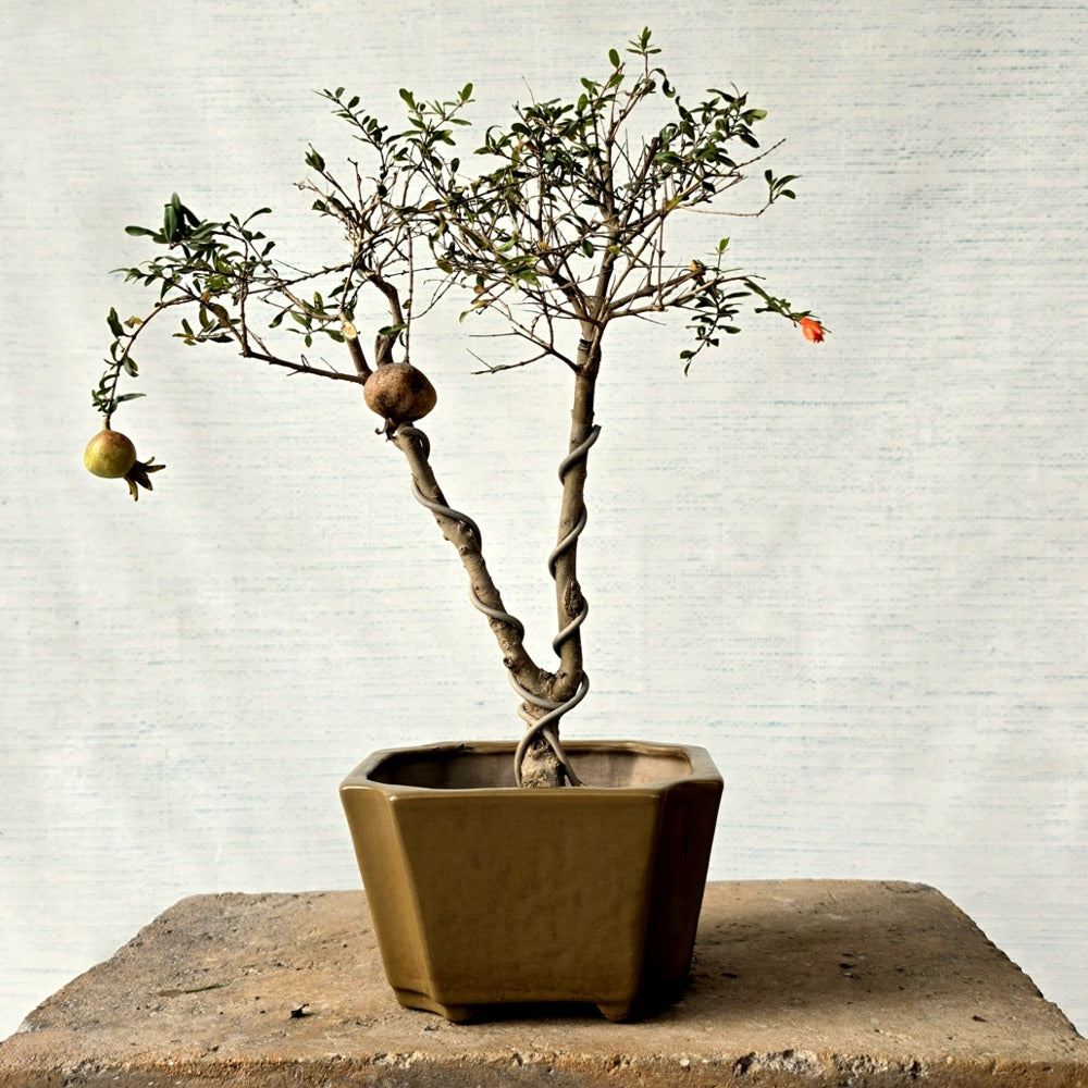 Pomegranate Bonsai Tree (Flowering & Fruiting)