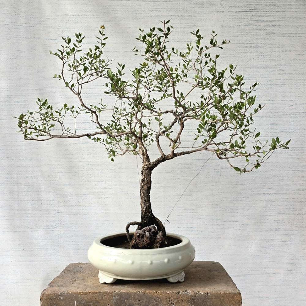 Henna\Mehndi Bonsai Tree