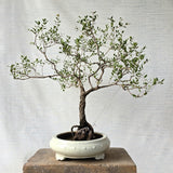 Henna\Mehndi Bonsai Tree