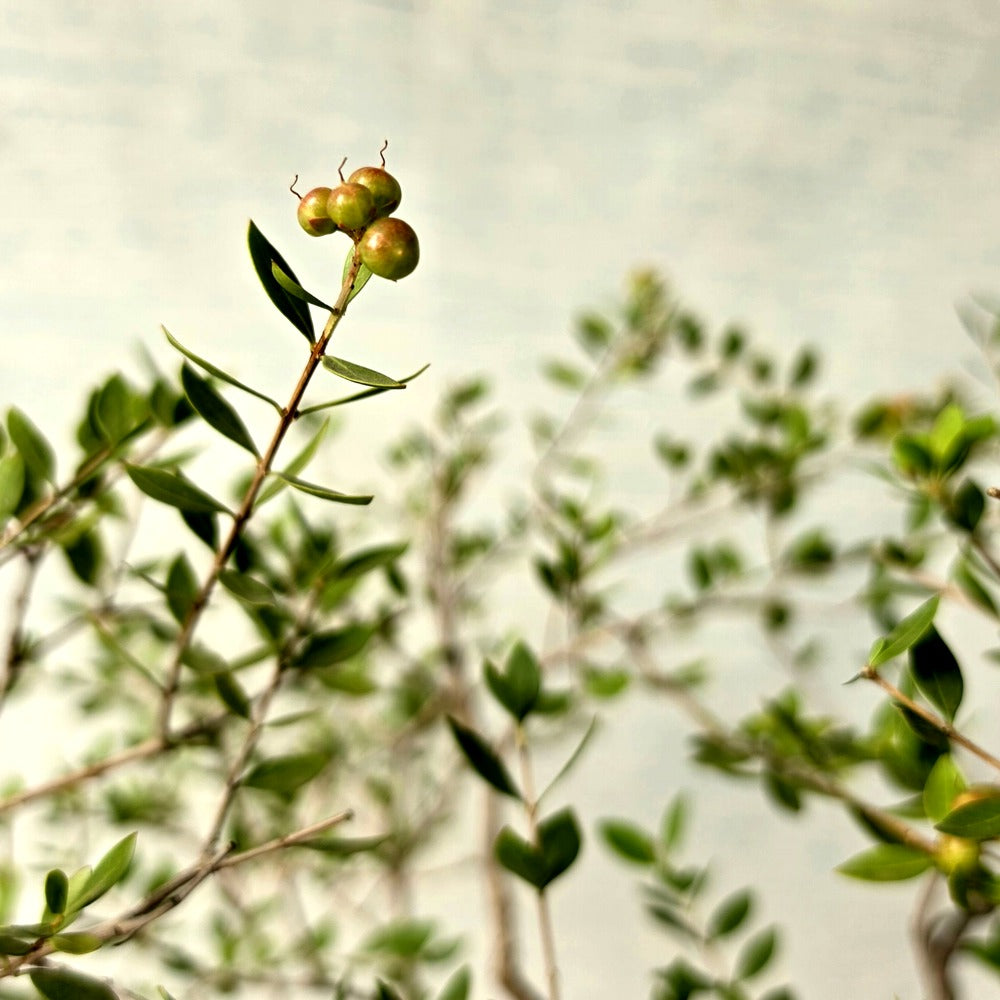 Henna\Mehndi Bonsai Tree