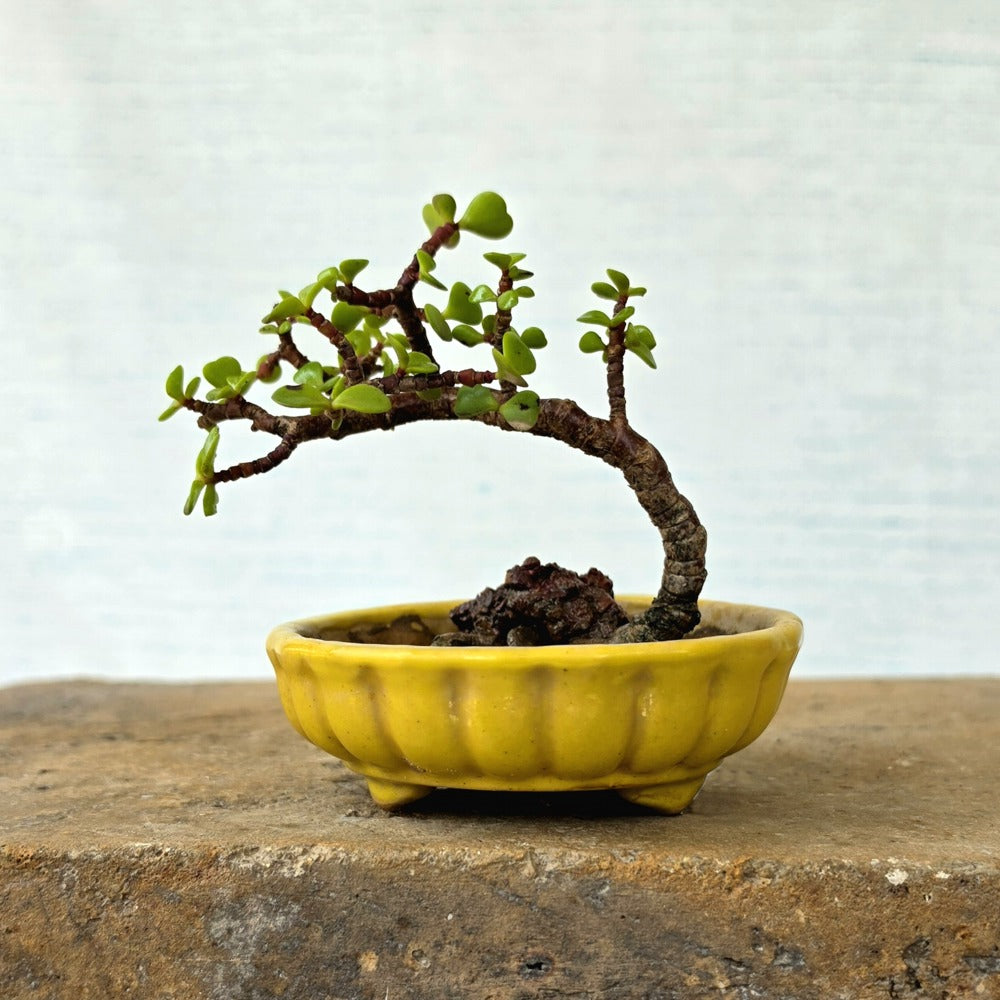 Jade Bonsai Tree