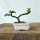 Jade Bonsai Tree