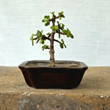 Jade Bonsai Tree