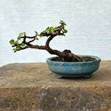 Jade Bonsai Tree