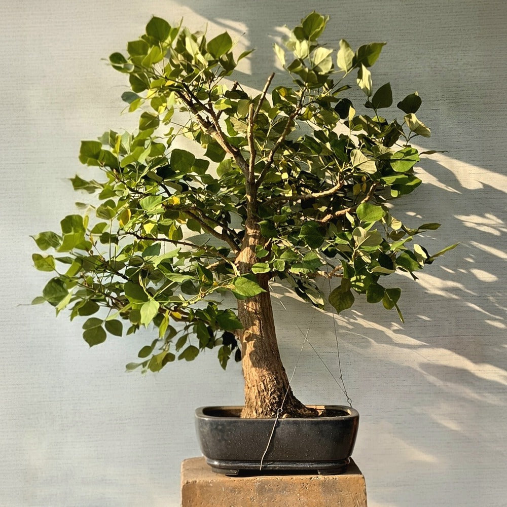 Coral Tree Bonsai (Flowering)