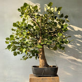 Coral Tree Bonsai (Flowering)