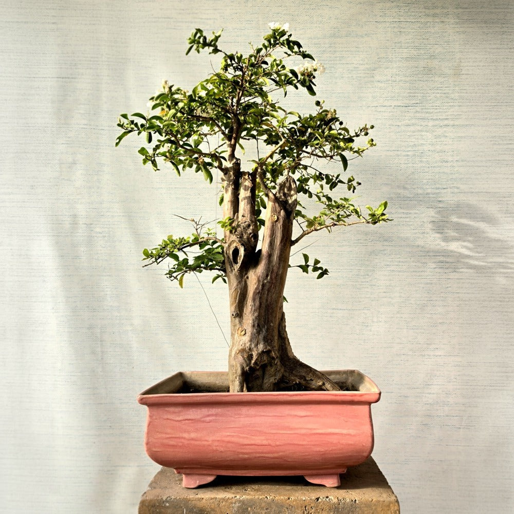 Lagerstroemia Bonsai Tree