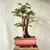Lagerstroemia Bonsai Tree