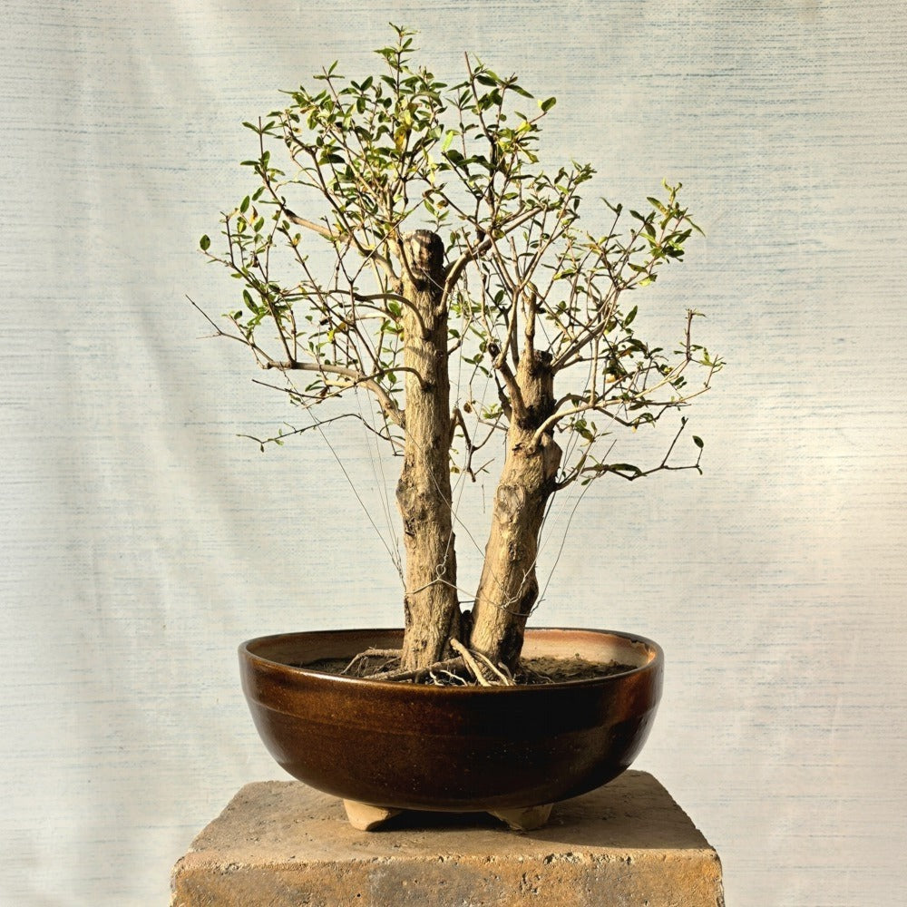 Pomegranate Bonsai Tree (Flowering & Fruiting)