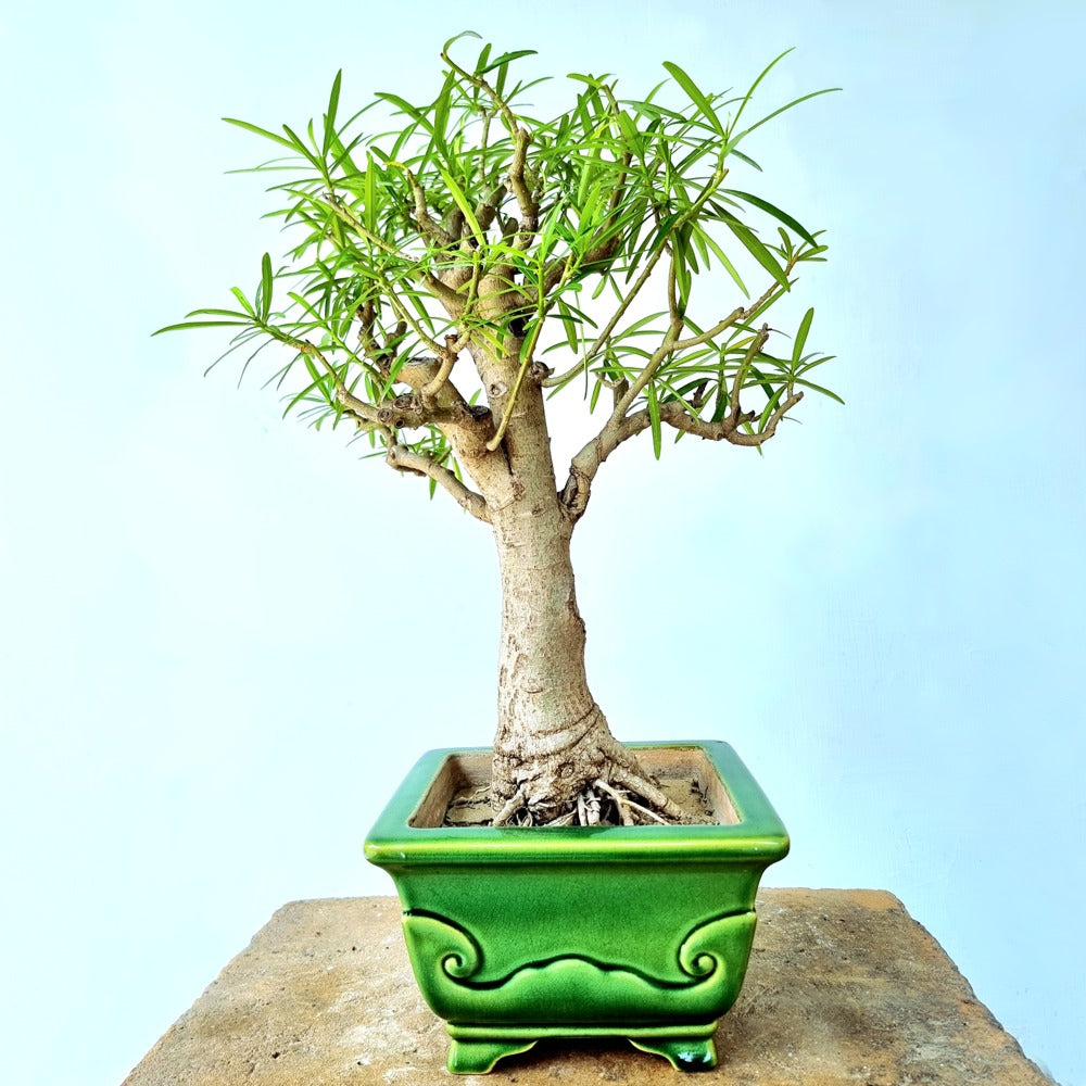 Nerium oleander Bonsai Tree