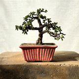 Jade Bonsai Tree