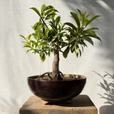 Chikoo Bonsai Tree (Flowering & Fruiting)