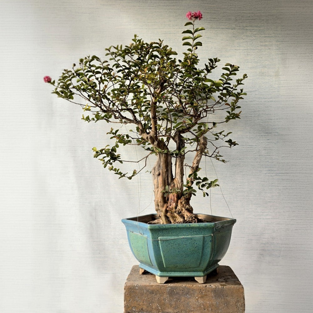 Lagerstroemia Bonsai Tree