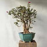 Lagerstroemia Bonsai Tree