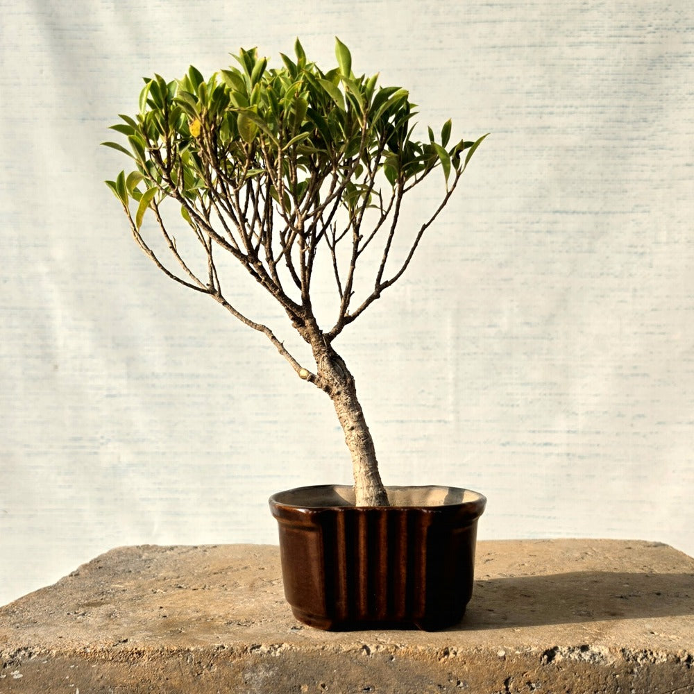 Ficus Bonsai Tree