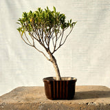 Ficus Bonsai Tree