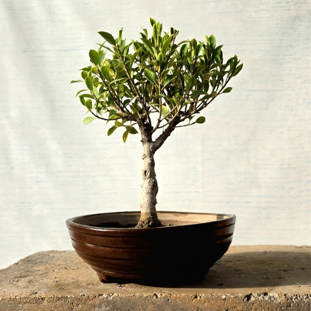 Ficus Bonsai Tree
