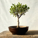 Ficus Bonsai Tree