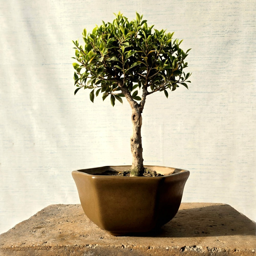 Ficus Bonsai Tree