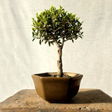 Ficus Bonsai Tree