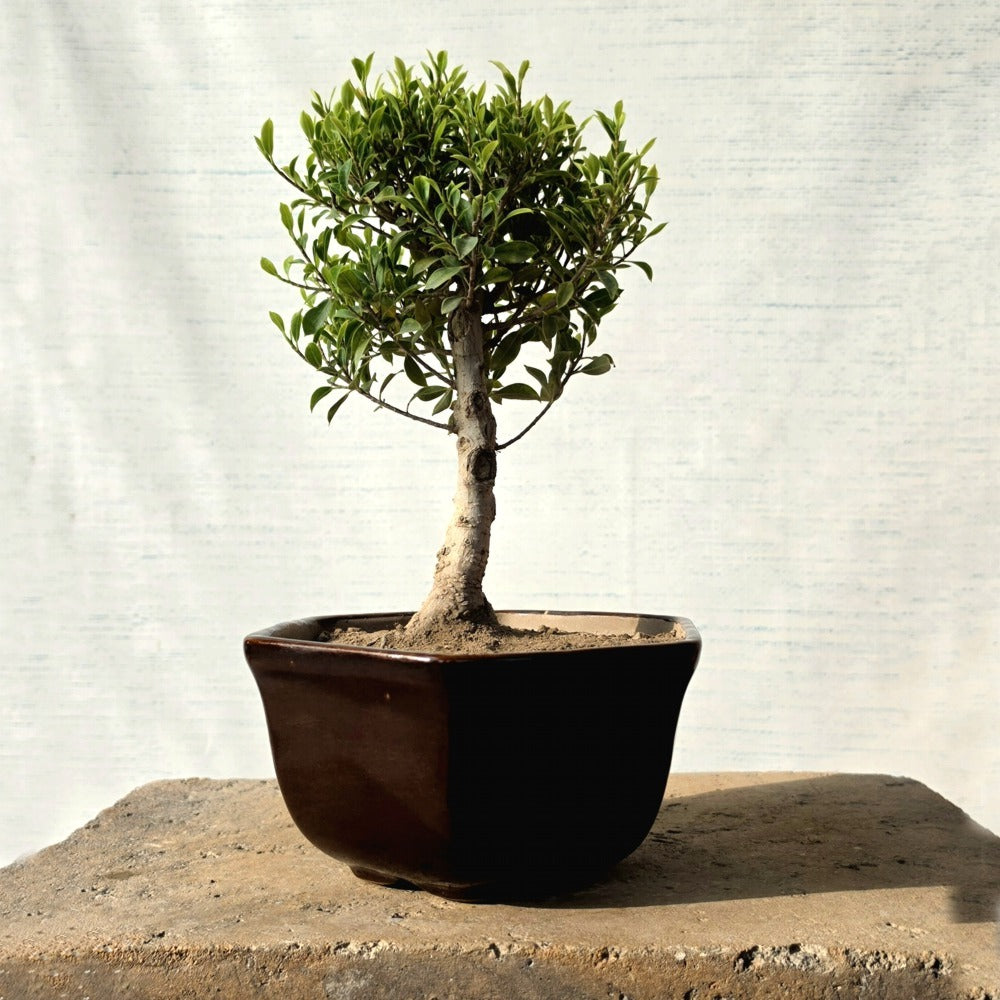 Ficus Bonsai Tree