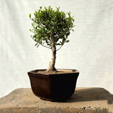 Ficus Bonsai Tree