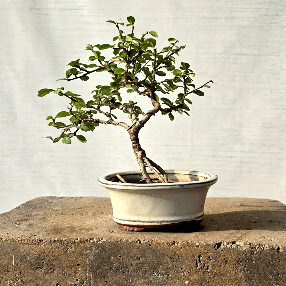 Fukien Bonsai Tree
