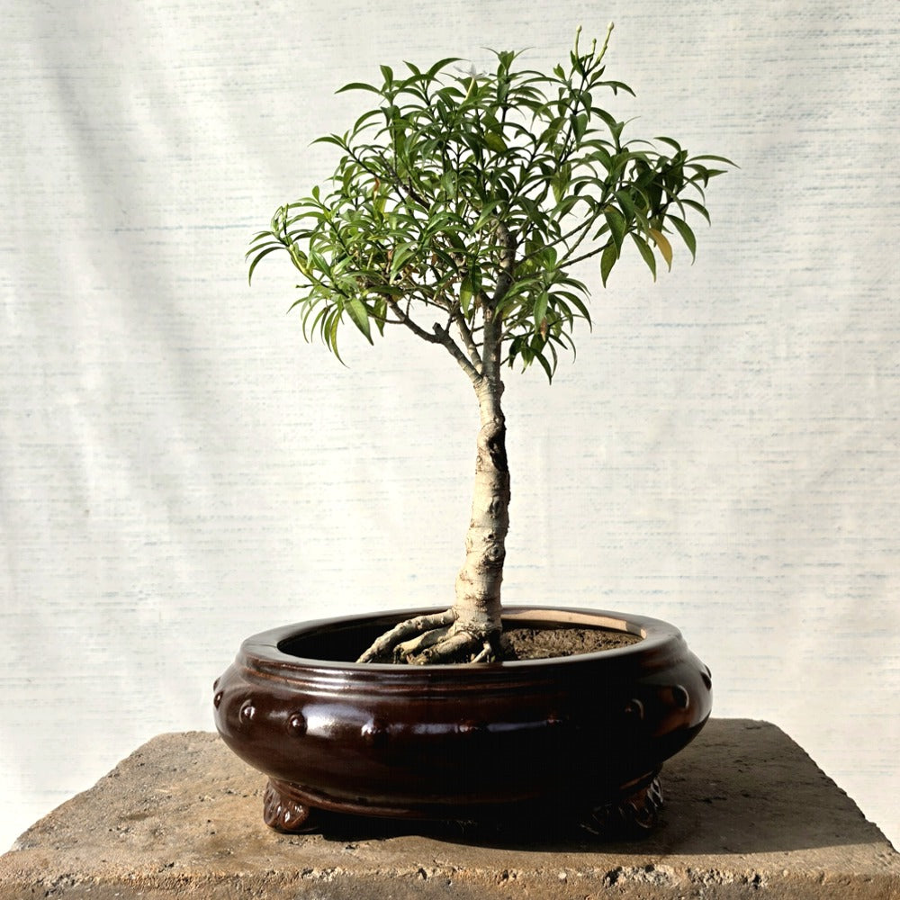Crape Jasmine Bonsai Tree