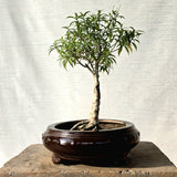 Crape Jasmine Bonsai Tree