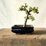 Jade Bonsai Tree