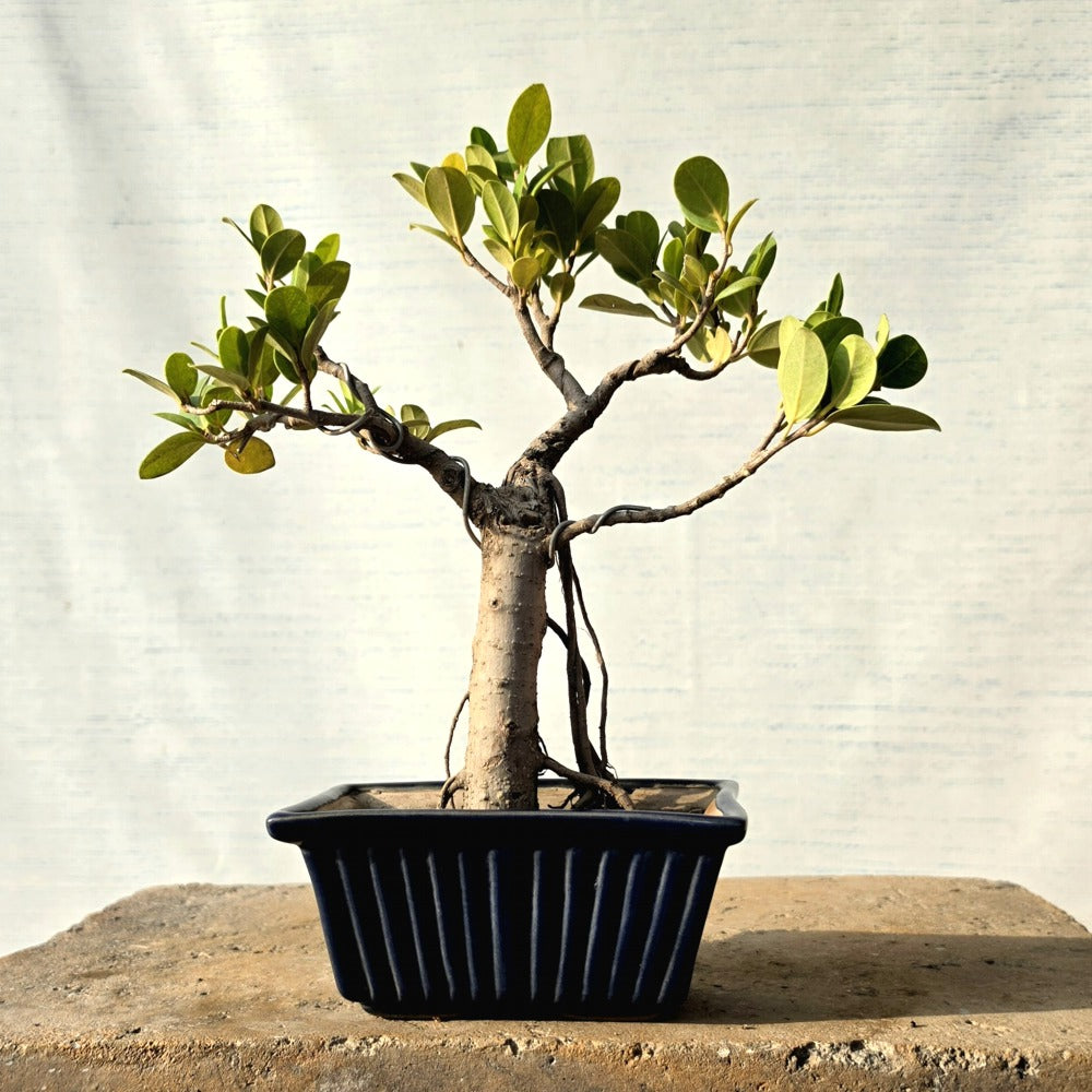 Ficus Bonsai Tree