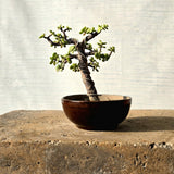 Jade Bonsai Tree