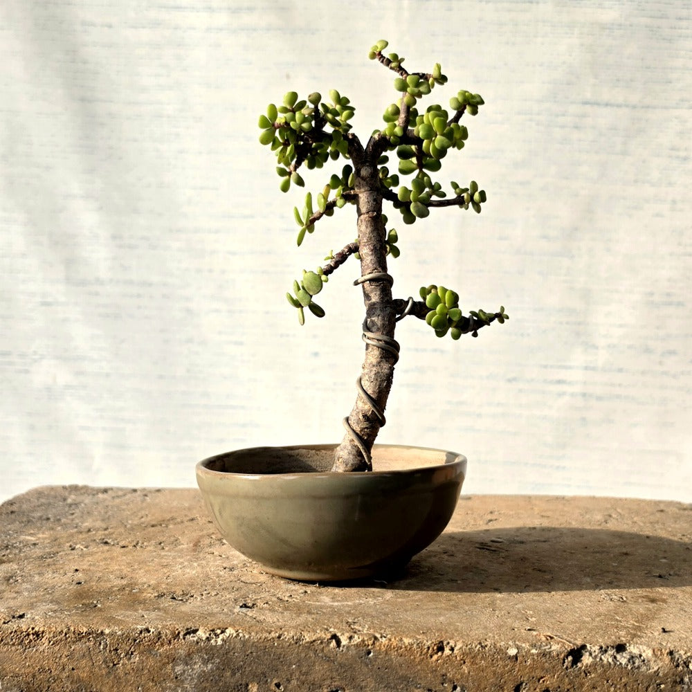 Jade Bonsai Tree
