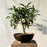 Chekoo Bonsai Tree (Flowering & Fruiting)