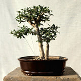 Fukien Bonsai Tree