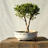 Ficus Bonsai Tree