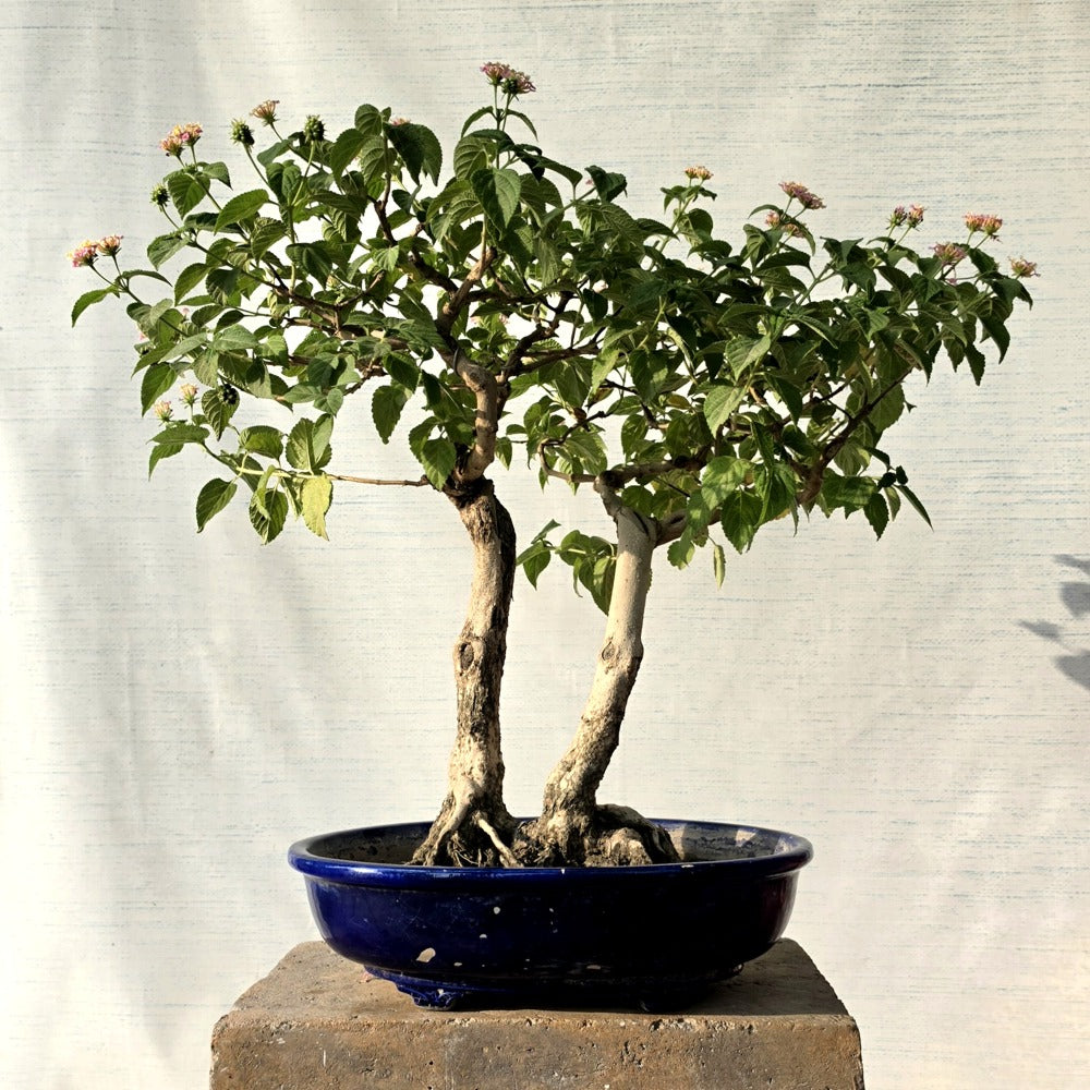 Lantana Bonsai Tree Twin-Trunk Style (Flowering)