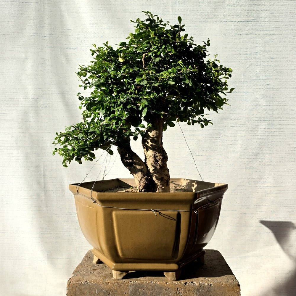 Fukien Tea Bonsai Tree
