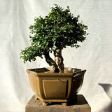 Fukien Tea Bonsai Tree