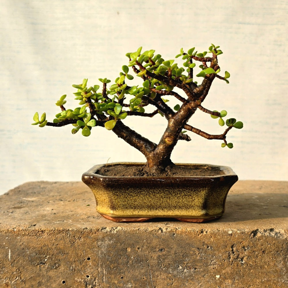 Jade Bonsai Tree