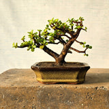Jade Bonsai Tree