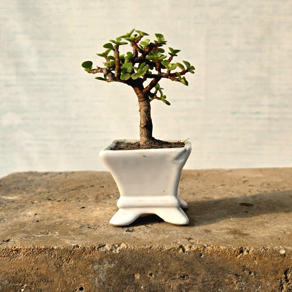 Jade Bonsai Tree