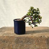 Jade Bonsai Tree Semi-Cascade Style
