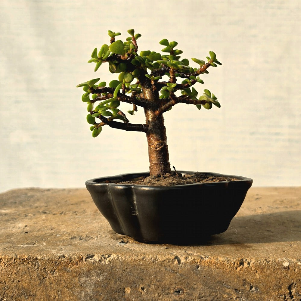 Jade Bonsai Tree