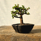 Jade Bonsai Tree