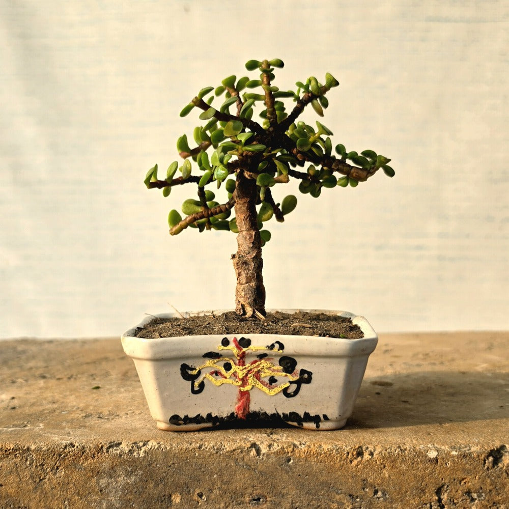 Jade Bonsai Tree