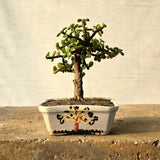 Jade Bonsai Tree