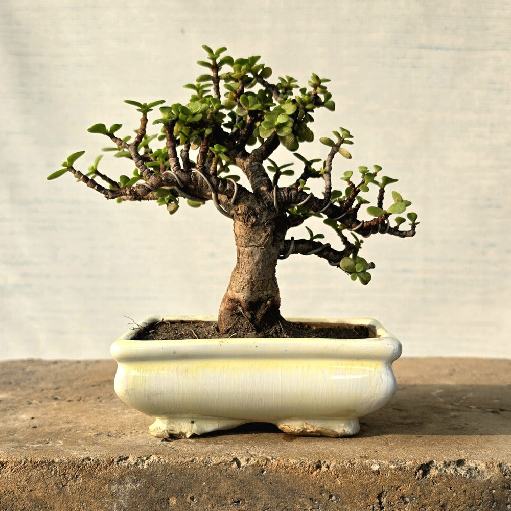 Jade Bonsai Tree