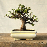 Jade Bonsai Tree